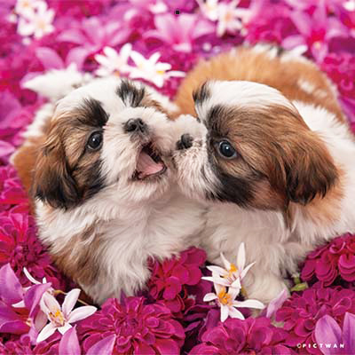 PICTWANカレンダー 6月