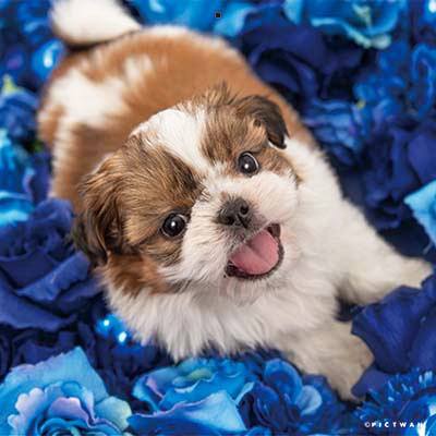 PICTWANカレンダー 7月