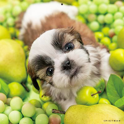 PICTWANカレンダー 8月