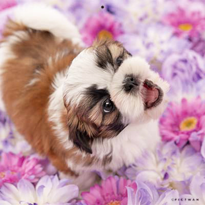 PICTWANカレンダー 9月