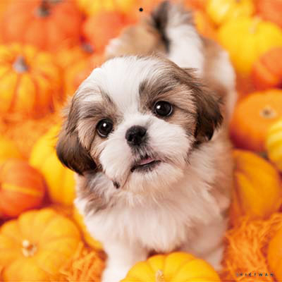 PICTWANカレンダー 10月