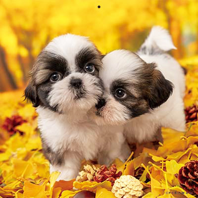 PICTWANカレンダー 11月