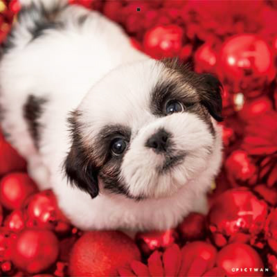 PICTWANカレンダー 12月