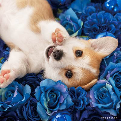 PICTWANカレンダー 1月