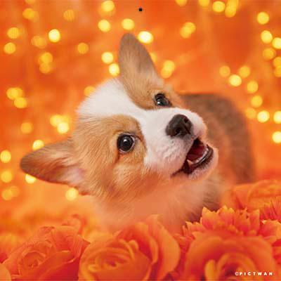 PICTWANカレンダー 2月