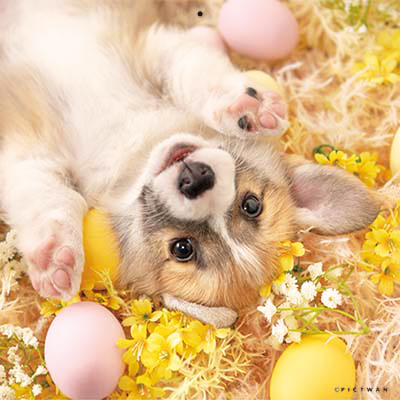 PICTWANカレンダー 3月