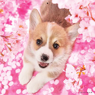 PICTWANカレンダー 4月