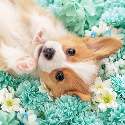 PICTWANカレンダー 5月