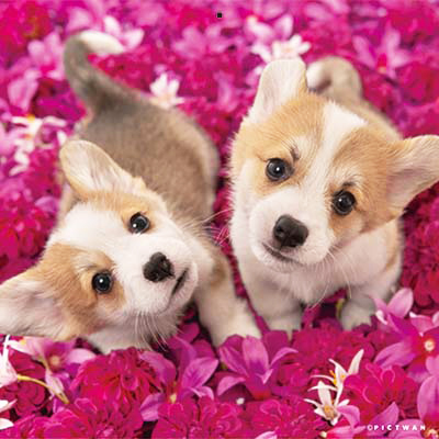 PICTWANカレンダー 6月