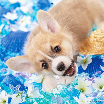 PICTWANカレンダー 7月