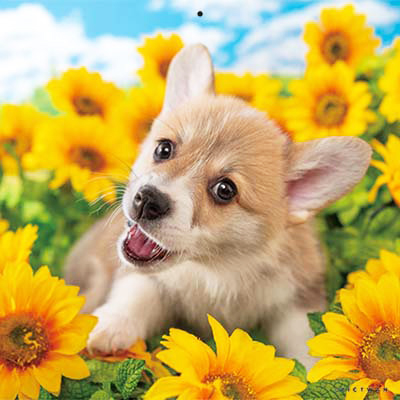 PICTWANカレンダー 8月