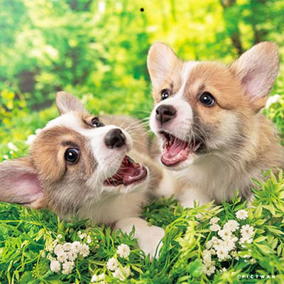 PICTWANカレンダー 9月