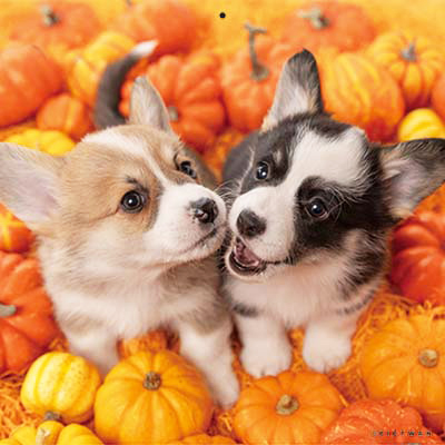 PICTWANカレンダー 10月