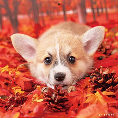 PICTWANカレンダー 11月