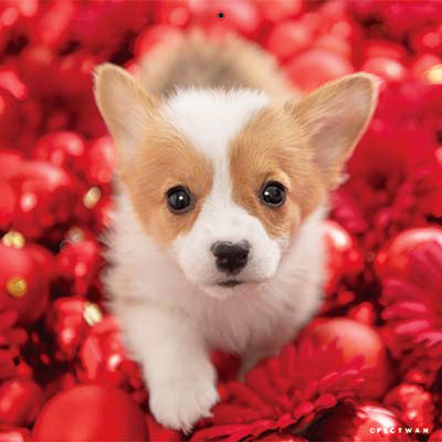 PICTWANカレンダー 12月