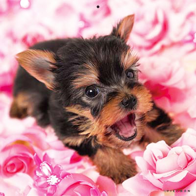 PICTWANカレンダー 1月