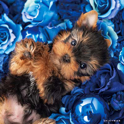 PICTWANカレンダー 2月