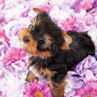 PICTWANカレンダー 3月