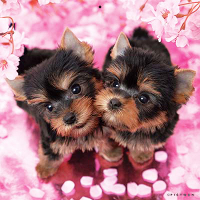 PICTWANカレンダー 4月