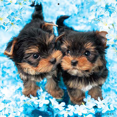 PICTWANカレンダー 5月