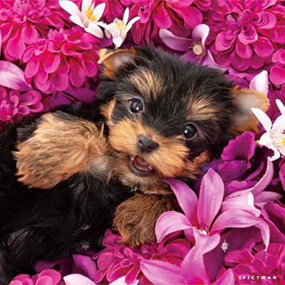 PICTWANカレンダー 6月