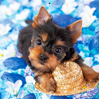 PICTWANカレンダー 7月