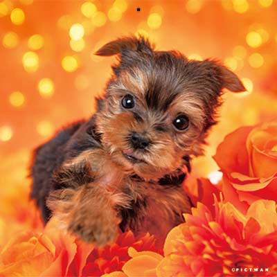 PICTWANカレンダー 8月