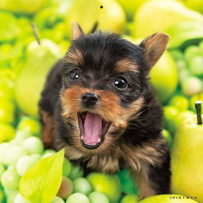 PICTWANカレンダー 9月