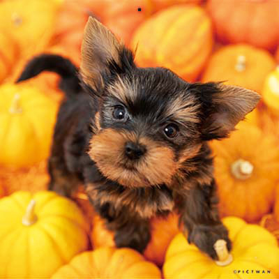 PICTWANカレンダー 10月