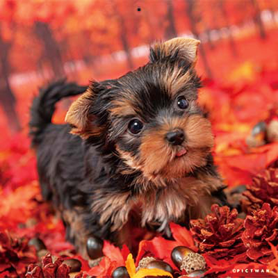 PICTWANカレンダー 11月