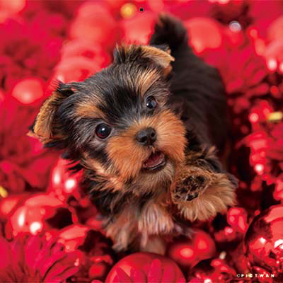 PICTWANカレンダー 12月