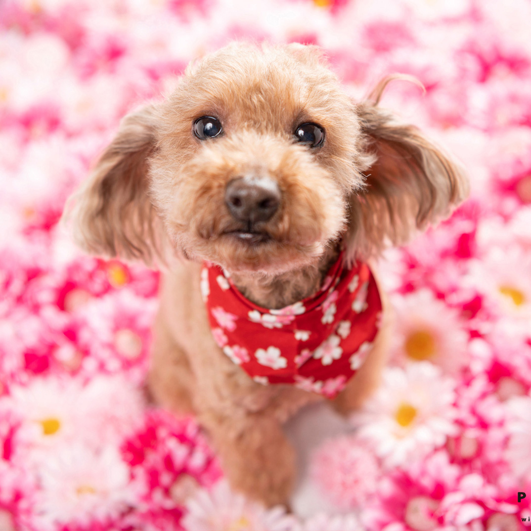 撮影会モデルさん