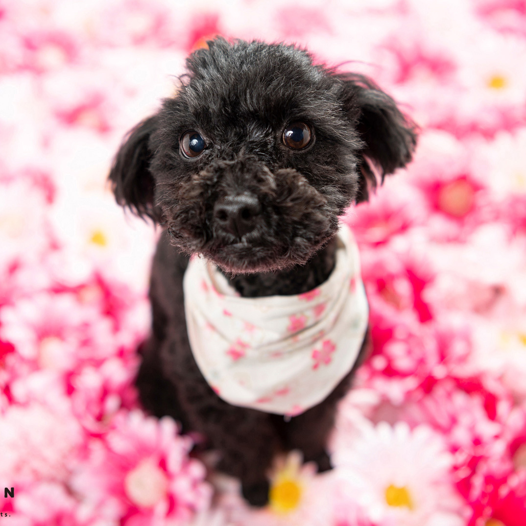 撮影会モデルさん