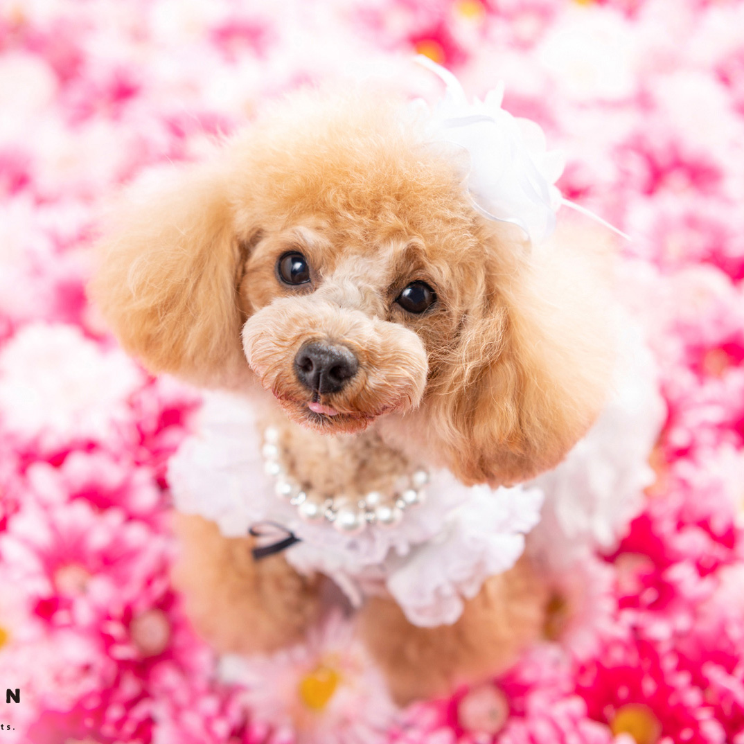 撮影モデルさん