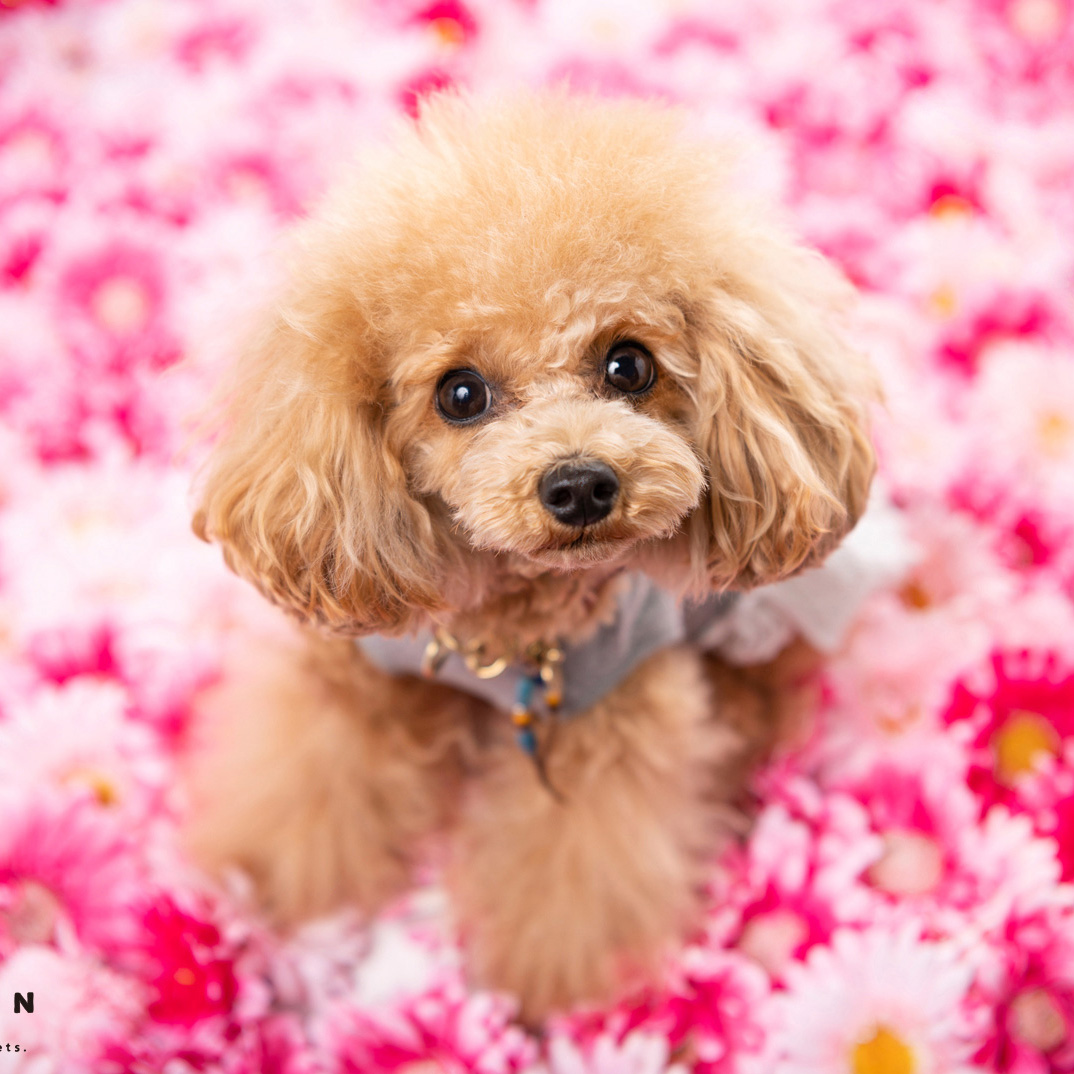 撮影モデルさん