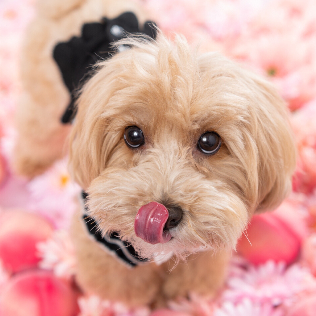 撮影モデルさん