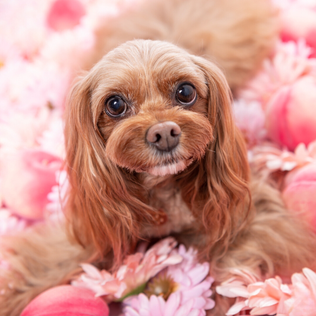 撮影モデルさん