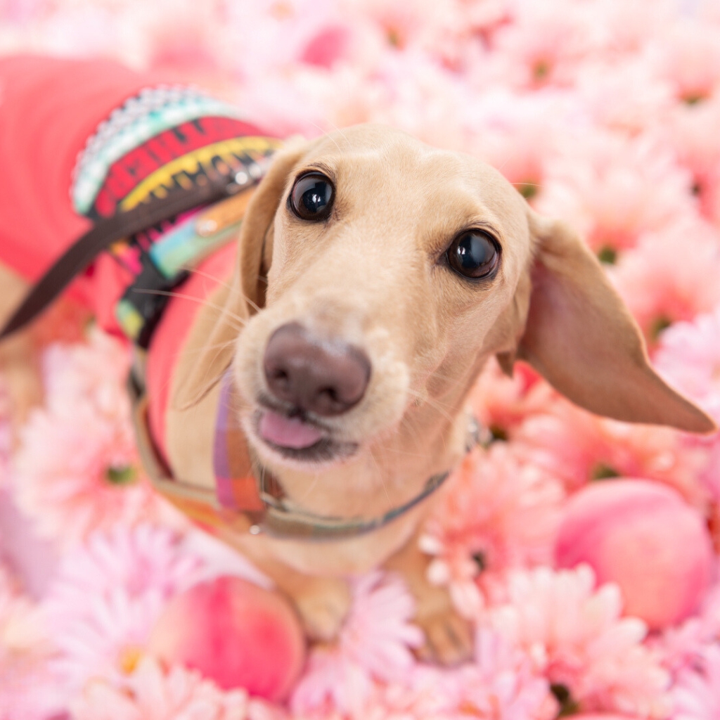 撮影会モデルさん