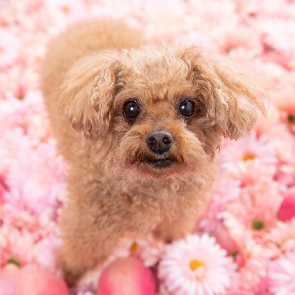 撮影モデルさん