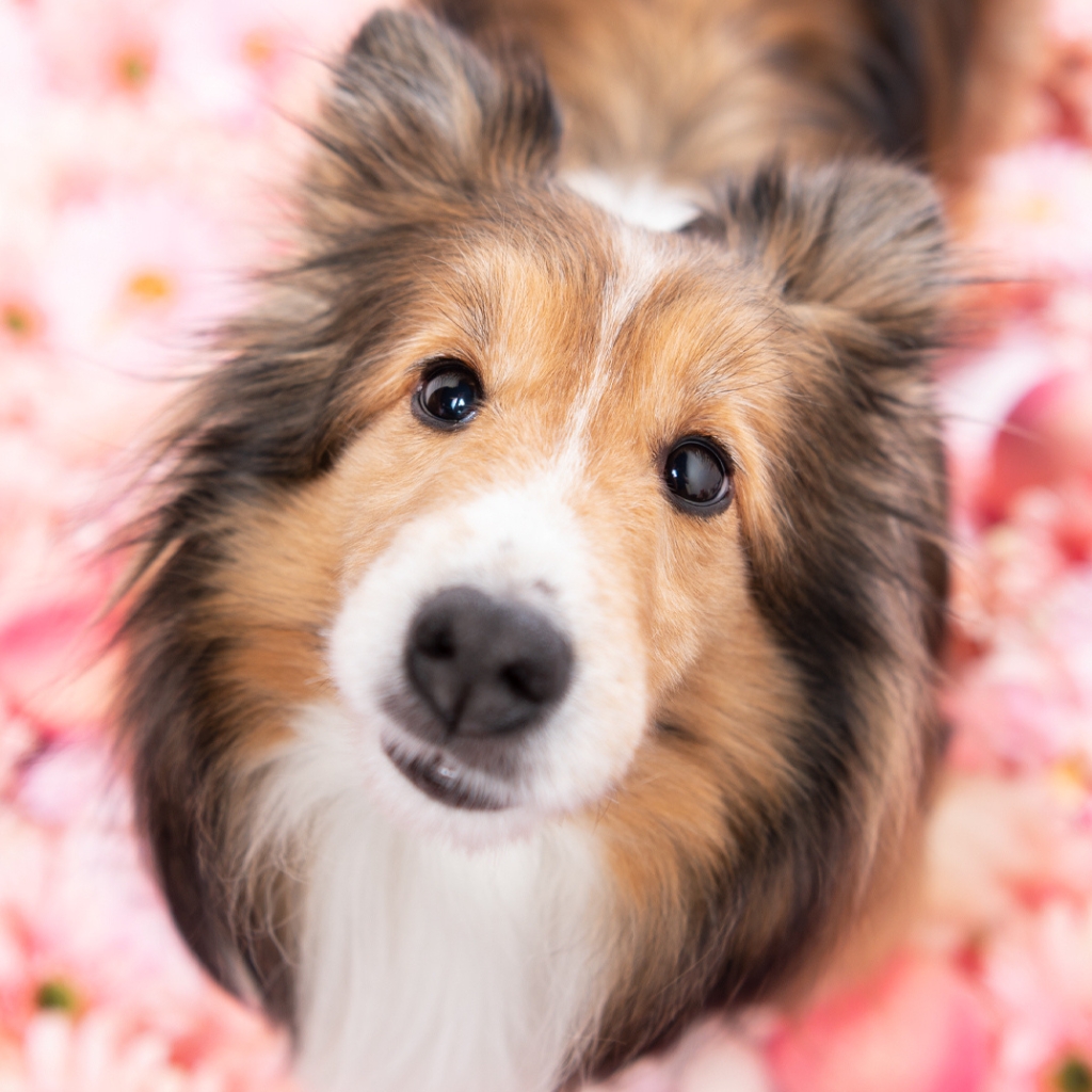 撮影会モデルさん