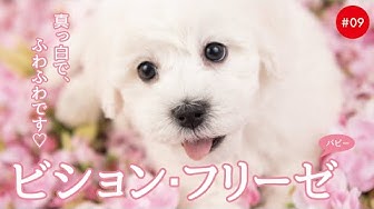 Bichon Frise