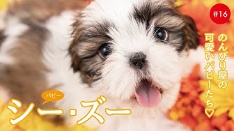 Shih Tzu