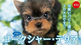 YORKSHIRE TERRIER