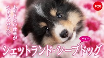 SHETLAND SHEEPDOG