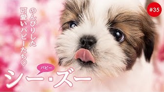 Shih Tzu